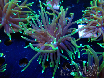 WYSIWYG Euphyllia glabrescens (Mariculture acclimaté sous LED) 8O6