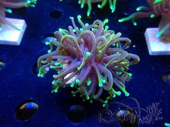 WYSIWYG Euphyllia glabrescens (Mariculture acclimaté sous LED) 8O7