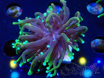 WYSIWYG Euphyllia glabrescens (Mariculture acclimaté sous LED) 8O8