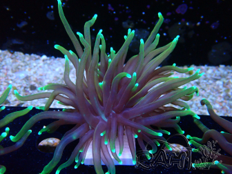 WYSIWYG Euphyllia glabrescens (Marikultur, akklimatisiert unter LED) 8N7