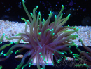 WYSIWYG Euphyllia glabrescens (Mariculture acclimaté sous LED) 8N7