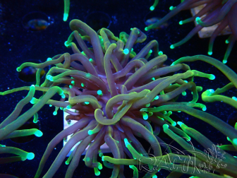 WYSIWYG Euphyllia glabrescens (Maricoltura acclimatata sotto LED) 8N7