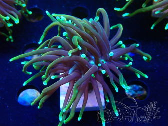 WYSIWYG Euphyllia glabrescens (Maricoltura acclimatata sotto LED) 8N7