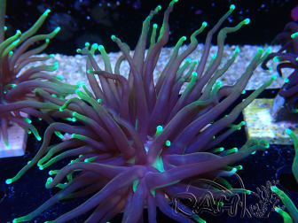 WYSIWYG Euphyllia glabrescens (Marikultur, akklimatisiert unter LED) 8N7