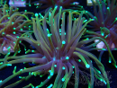 WYSIWYG Euphyllia glabrescens (Mariculture acclimaté sous LED) 8P6