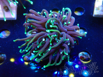 WYSIWYG Euphyllia glabrescens (Maricoltura acclimatata sotto LED) 8N7