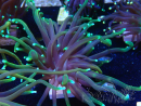 WYSIWYG Euphyllia glabrescens (Mariculture acclimaté sous LED) 8Q2