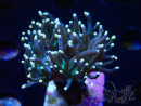 WYSIWYG Euphyllia glabrescens (Mariculture acclimaté sous LED) 8Q4