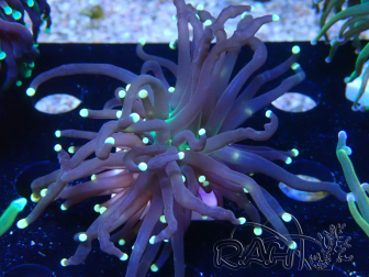 WYSIWYG Euphyllia glabrescens (Maricoltura acclimatata sotto LED) 8N7
