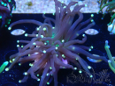 WYSIWYG Euphyllia glabrescens (Maricoltura acclimatata sotto LED) 8N7