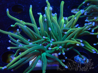 WYSIWYG - Euphyllia glabrescens (unter LED akklimatisierte Marikultur)