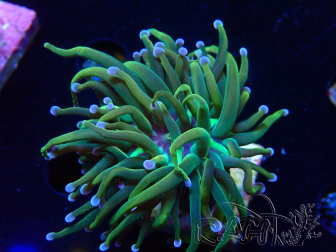 WYSIWYG - Euphyllia glabrescens (Mariculture acclimated under LED)