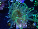 WYSIWYG - Euphyllia glabrescens (unter LED angepasste Marikultur)
