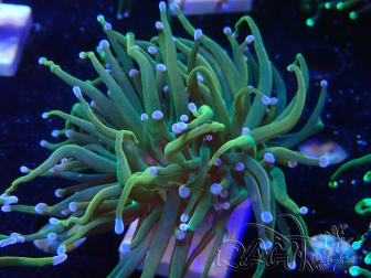 WYSIWYG - Euphyllia glabrescens (Mariculture acclimaté sous LED) 8R3