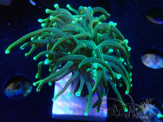 WYSIWYG - Euphyllia glabrescens (Mariculture acclimaté sous LED) 8R4