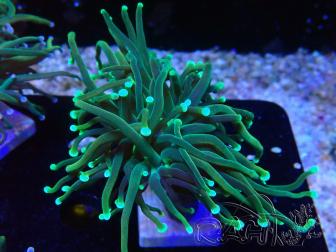 WYSIWYG - Euphyllia glabrescens(Mariculture acclimated under LED)