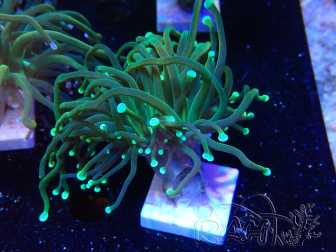 WYSIWYG - Euphyllia glabrescens (Mariculture acclimaté sous LED) 8R6