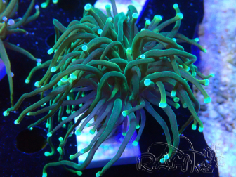 WYSIWYG - Euphyllia glabrescens(Mariculture acclimated under LED)