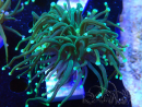 WYSIWYG - Euphyllia glabrescens(Mariculture acclimated under LED)