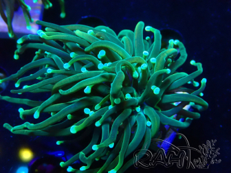 WYSIWYG - Euphyllia glabrescens (Mariculture acclimaté sous LED) 8R8