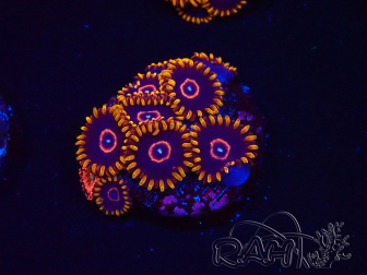 WYSIWYG - Zoanthus Red Hornet 2D6