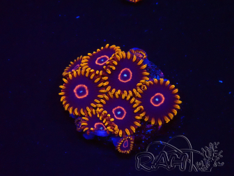 WYSIWYG - Zoanthus Red Hornet 2D11