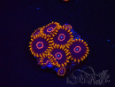 WYSIWYG - Zoanthus Red Hornet 2D11