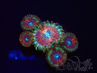 WYSIWYG - Zoanthus Happy People Eater 2I4