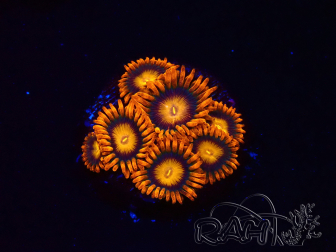 WYSIWYG - Zoanthus Orange Oxyde 2I8