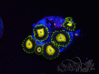 WYSIWYG Zoanthus Scrambled Eggs