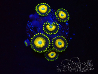 WYSIWYG Zoanthus Scrambled Eggs