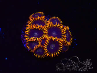WYSIWYG - Zoanthus Rainbow Hornet