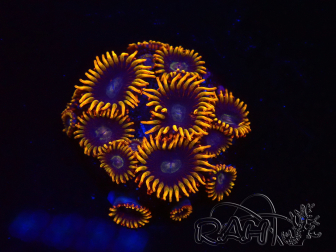 WYSIWYG - Zoanthus Rainbow Hornet 2M4