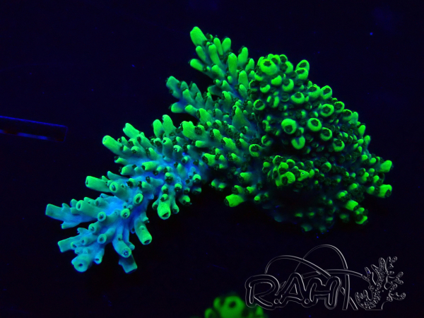 WYSIWYG Acropora Maricultuur geacclimatiseerd LED