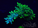 WYSIWYG Acropora 15A1 Mariculture acclimaté led