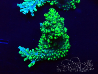 WYSIWYG Acropora 15A2 Mariculture acclimaté led