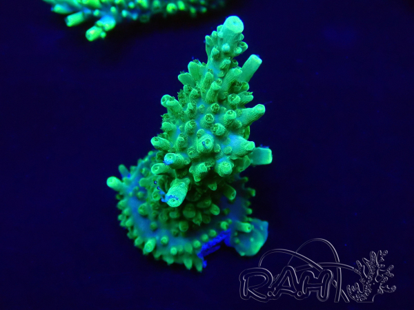 WYSIWYG Acropora Maricultura aclimatada LED