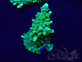 WYSIWYG Acropora 15A3 Mariculture acclimaté led