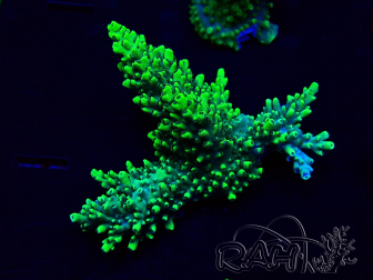 WYSIWYG Acropora Australie acclimaté led