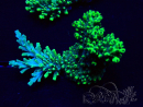 WYSIWYG Acropora 15A6 Mariculture acclimaté led