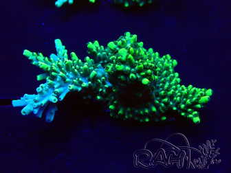 WYSIWYG AcroporaMariculture acclimaté led