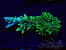 WYSIWYG Acropora 15A8 Mariculture acclimaté led