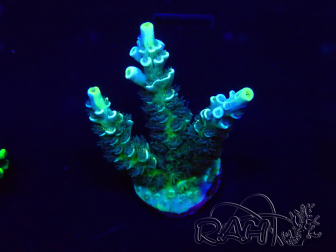 WYSIWYG Acropora Maricoltura acclimatata led