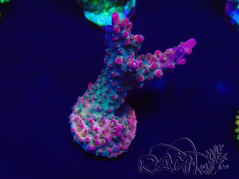 WYSIWYG Acropora Geacclimatiseerde LED