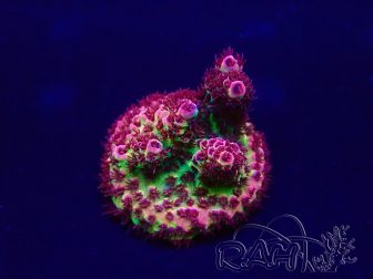 WYSIWYG Acropora hyacinthus 15A11 Mariculture acclimaté led