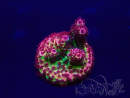 WYSIWYG Acropora hyacinthus 15A11 Mariculture acclimaté led