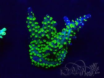 WYSIWYG Acropora Maricoltura acclimatata a LED