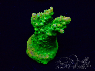 WYSIWYG Acropora Maricoltura acclimatata led
