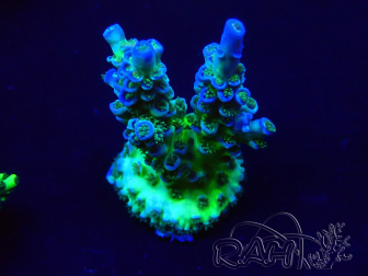 WYSIWYG Acropora Marikultur akklimatisiert LED