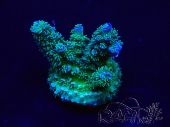 WYSIWYG Acropora tenuis 15B3 Mariculture acclimaté led